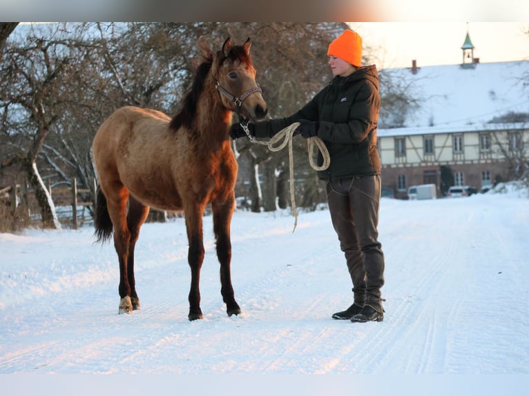 Connemara Croisé Jument 1 Année 148 cm Buckskin in Buchen (Odenwald)