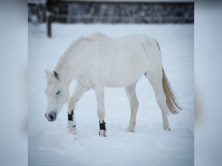 Connemara Jument 29 Ans 140 cm Gris in Zweibrücken