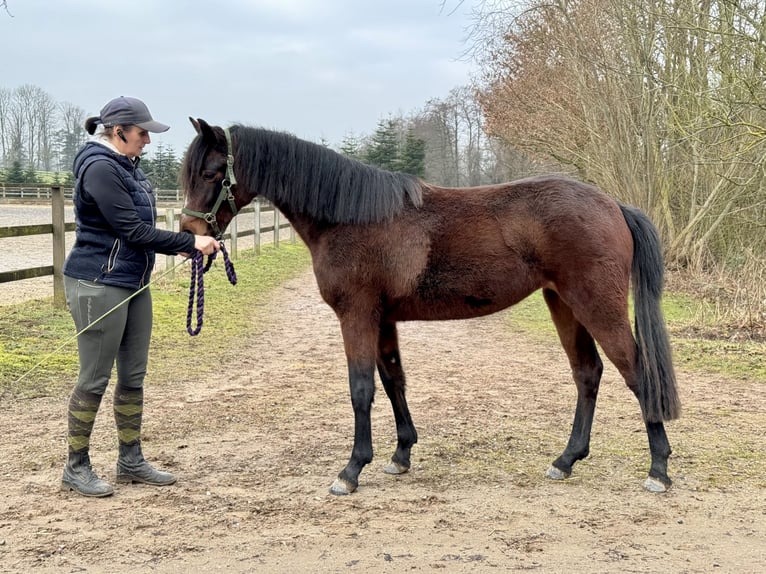 Connemara Jument 2 Ans 140 cm Bai in OsdorfOsdorf