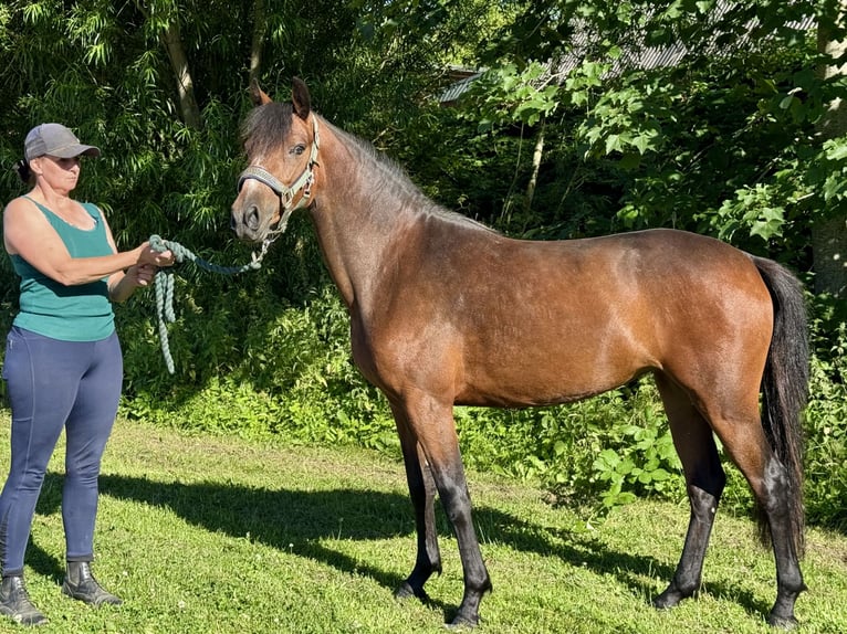 Connemara Jument 2 Ans 140 cm Bai in Osdorf