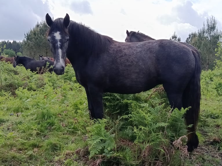 Connemara Jument 2 Ans 141 cm Gris in Salaunes