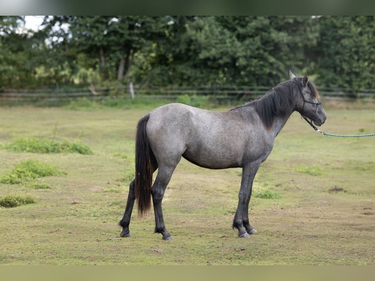 Connemara Jument 2 Ans 145 cm Gris noir in Chościszowice