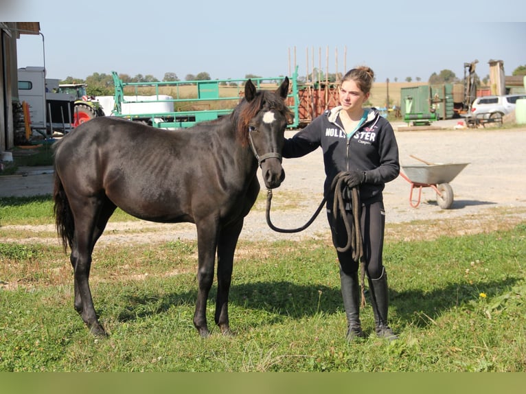 Connemara Croisé Jument 2 Ans 148 cm Noir in Buchen (Odenwald)