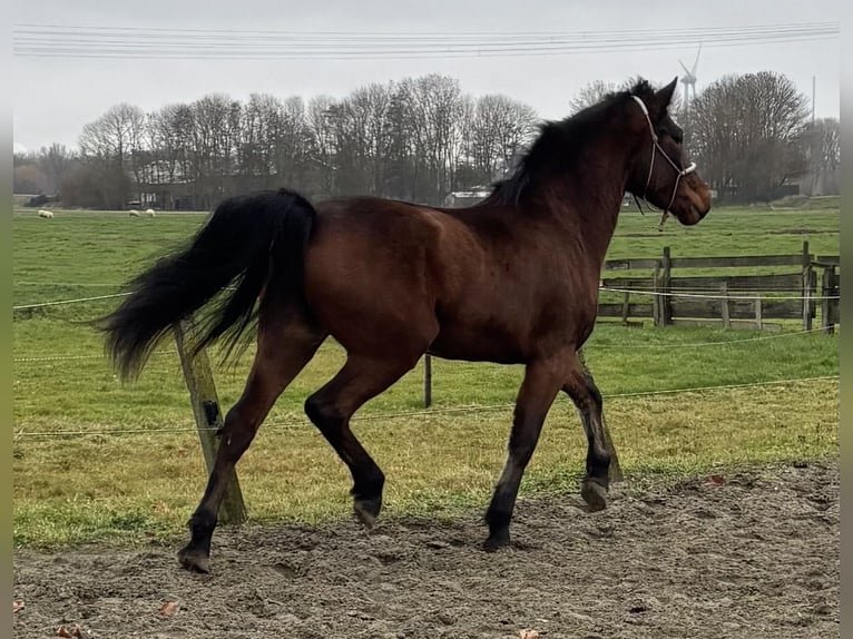 Connemara Jument 2 Ans 151 cm Bai in Zwartewaal