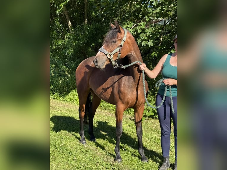 Connemara Jument 3 Ans 140 cm Bai in OsdorfOsdorf