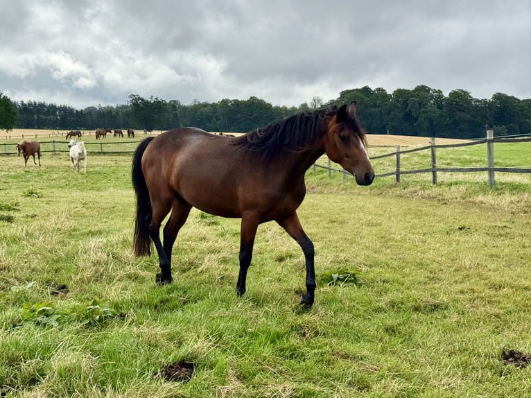 Connemara Jument 3 Ans 140 cm Bai in Osdorf