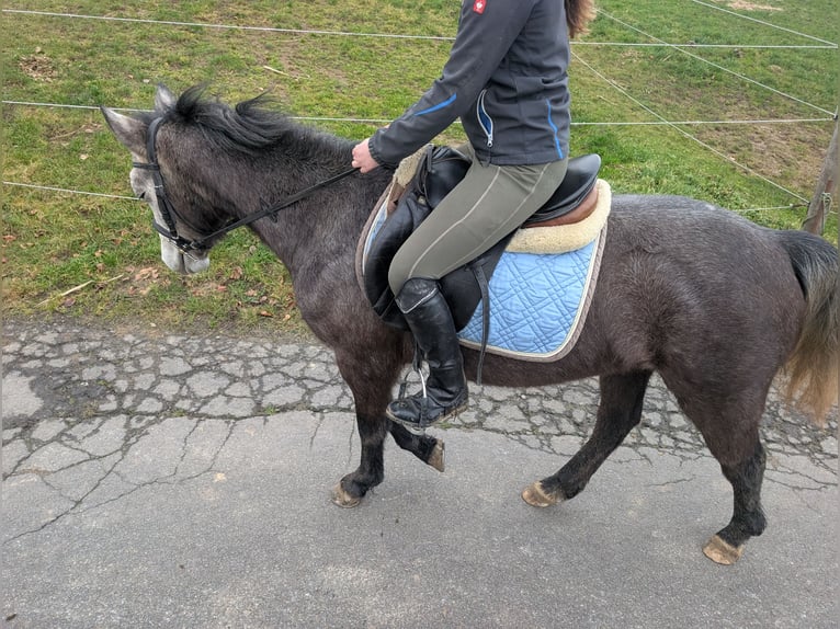 Connemara Jument 3 Ans 140 cm Rouan bleu in Morsbach