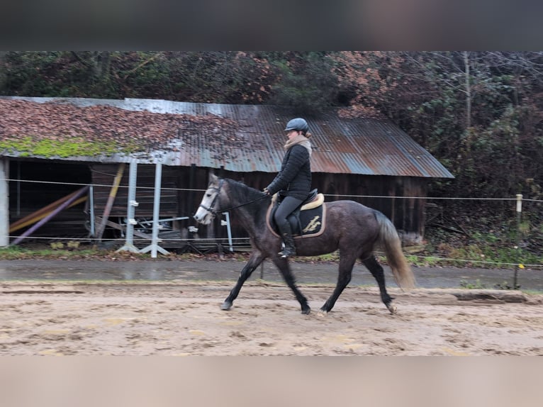 Connemara Jument 3 Ans 140 cm Rouan bleu in Morsbach