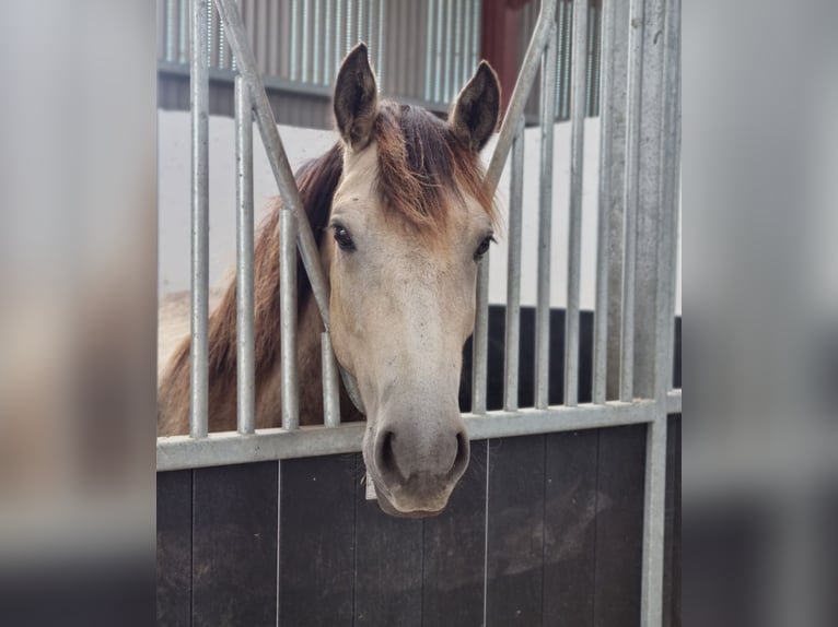 Connemara Jument 3 Ans 141 cm Buckskin in Offaly