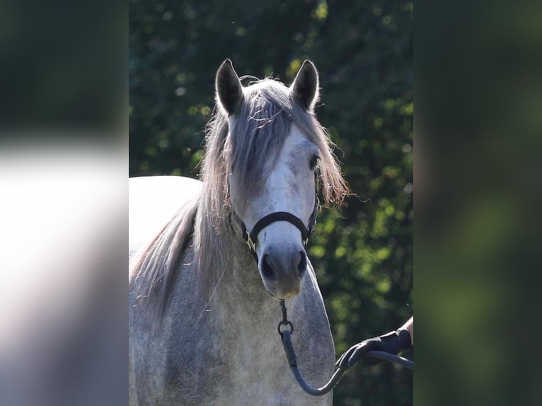 Connemara Jument 3 Ans 142 cm Gris in Straskov