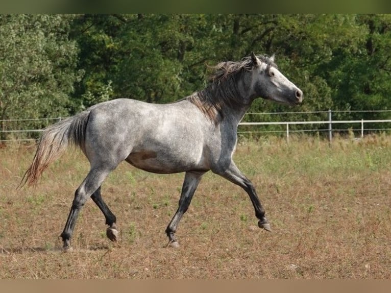 Connemara Jument 3 Ans 142 cm Gris in Straskov