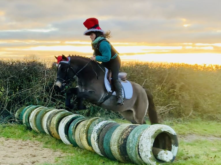 Connemara Jument 3 Ans 142 cm Isabelle in Mountrath