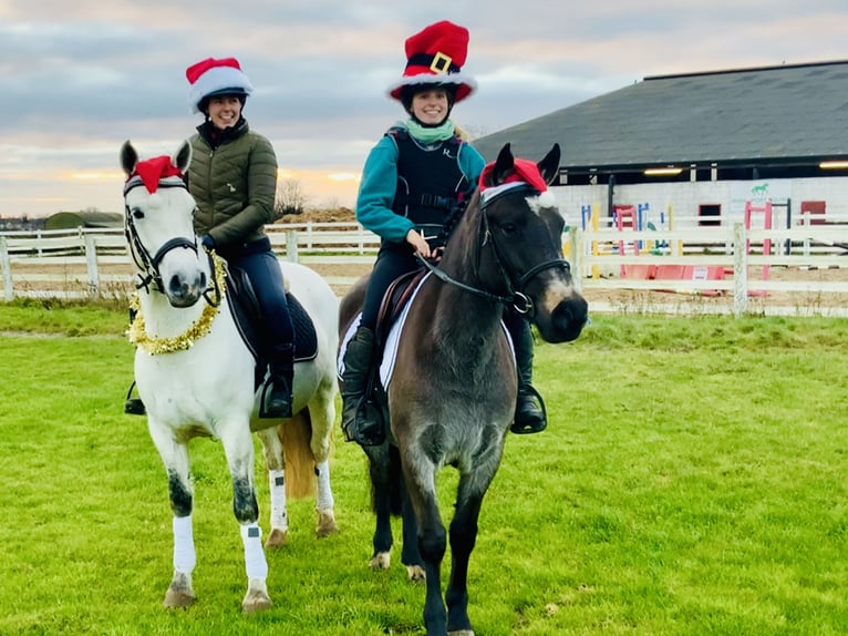 Connemara Jument 3 Ans 142 cm Isabelle in Mountrath