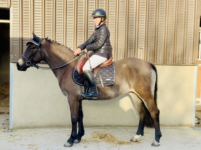 Connemara Jument 3 Ans 142 cm Isabelle in Mountrath