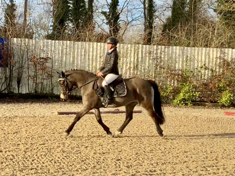 Connemara Jument 3 Ans 142 cm Isabelle in Mountrath