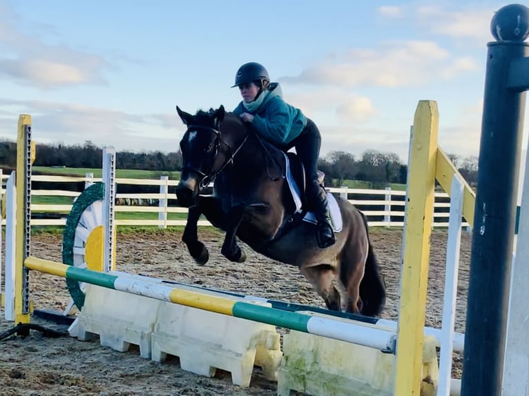 Connemara Jument 3 Ans 142 cm Isabelle in Mountrath