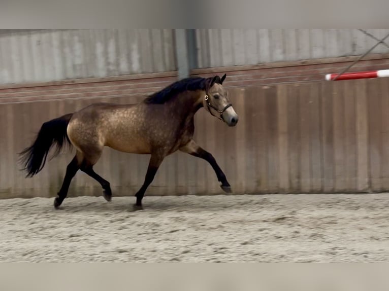 Connemara Jument 3 Ans 144 cm Buckskin in Zieuwent