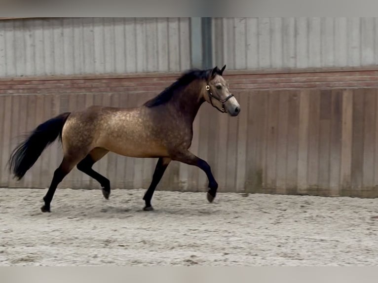 Connemara Jument 3 Ans 144 cm Buckskin in Zieuwent
