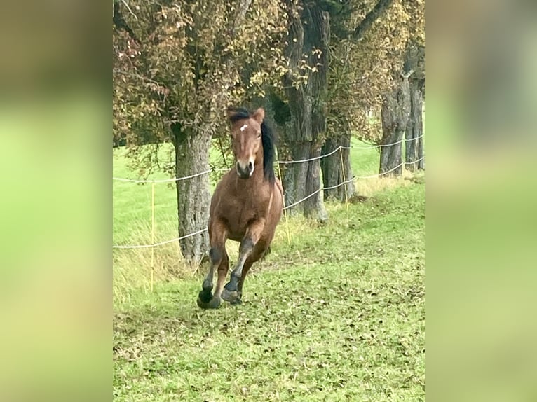 Connemara Jument 3 Ans 145 cm Bai in Behamberg