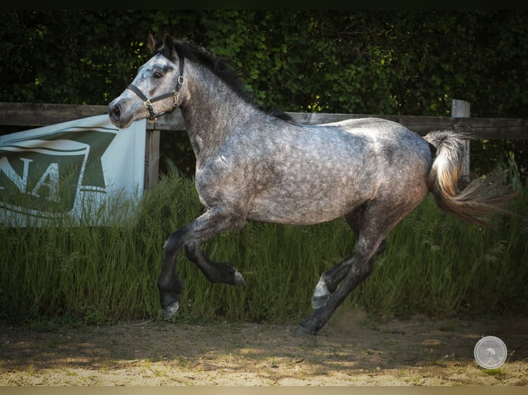 Connemara Jument 3 Ans 145 cm Gris pommelé in Thorigné d&#8217;Anjou