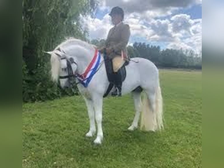 Connemara Jument 3 Ans 147 cm Cremello in Lisberg