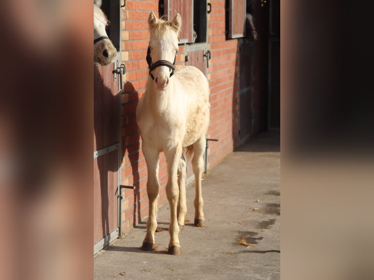 Connemara Jument 3 Ans 147 cm Cremello in Lisberg