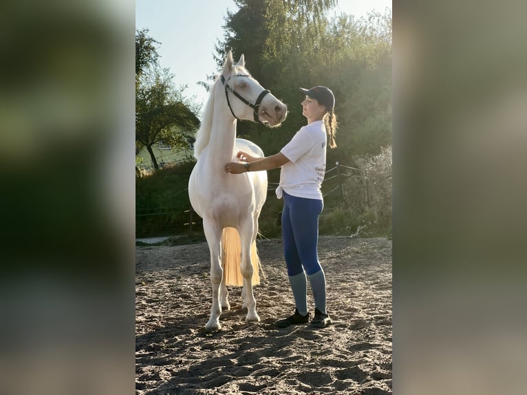 Connemara Jument 3 Ans 147 cm Cremello in Lisberg