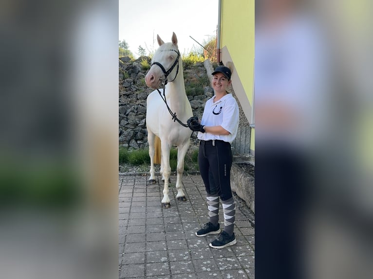 Connemara Jument 3 Ans 147 cm Cremello in Lisberg