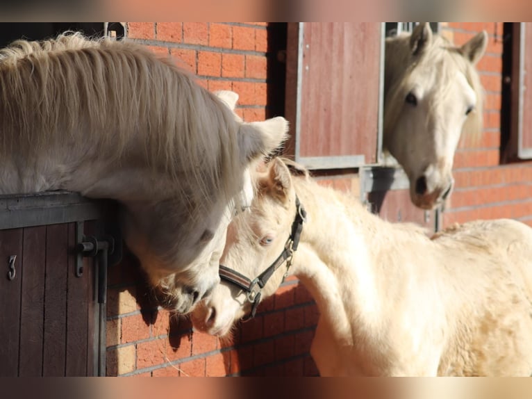 Connemara Jument 3 Ans 147 cm Cremello in Lisberg