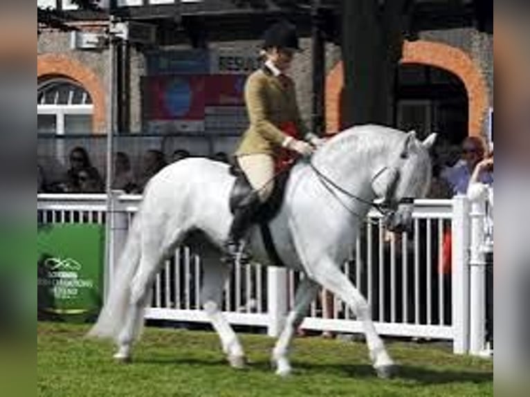 Connemara Jument 3 Ans 147 cm Cremello in Lisberg