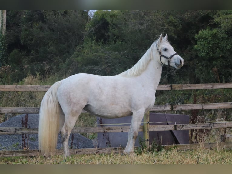 Connemara Jument 3 Ans 147 cm Cremello in Lisberg