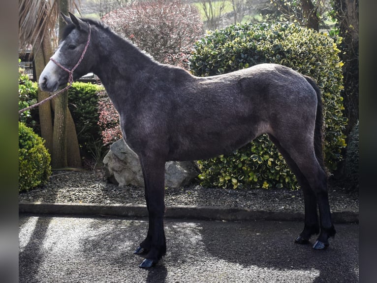 Connemara Jument 3 Ans 147 cm Gris in Dundalk