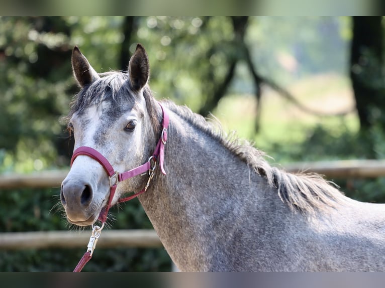 Connemara Jument 3 Ans 147 cm Gris noir in Greding