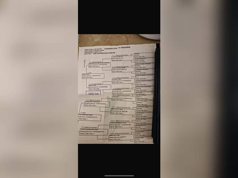 Connemara Jument 3 Ans 147 cm Gris in Tipperary