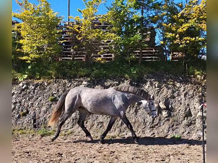 Connemara Jument 3 Ans 148 cm in Enniscrone