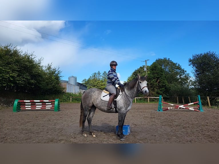 Connemara Jument 3 Ans 148 cm in Enniscrone