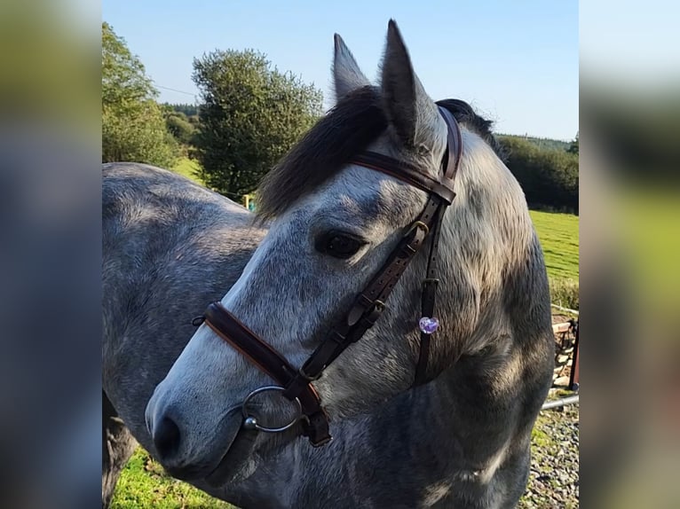 Connemara Jument 3 Ans 148 cm in Enniscrone