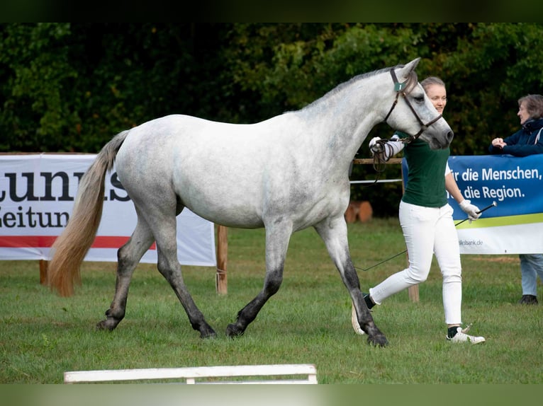 Connemara Jument 3 Ans 149 cm Gris in GlashüttenGlashütten
