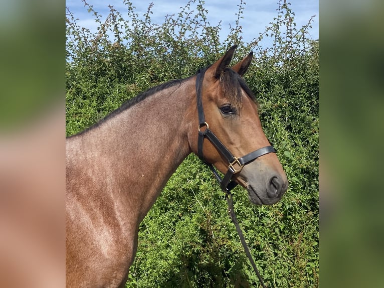 Connemara Jument 3 Ans 149 cm Roan-Bay in Carlsile