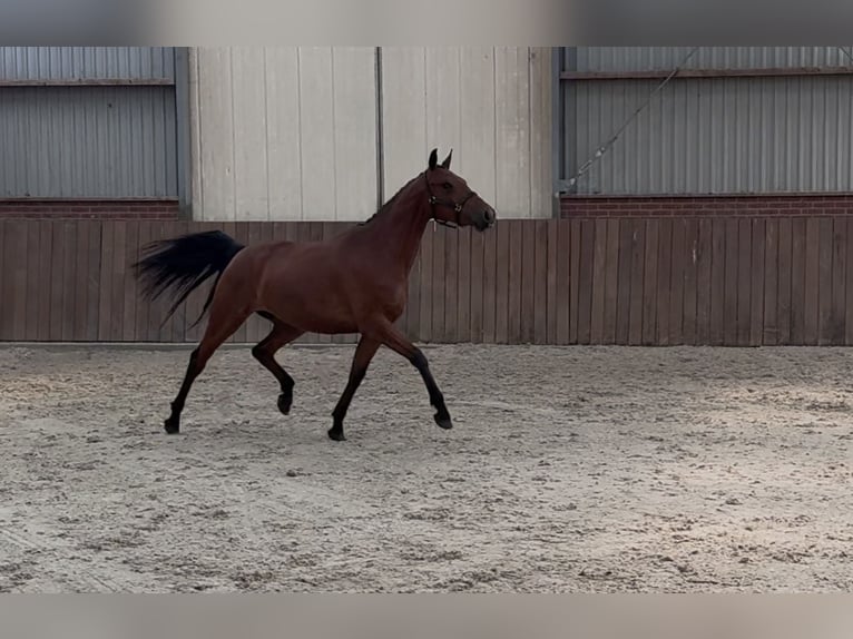 Connemara Jument 3 Ans 150 cm Bai in Zieuwent