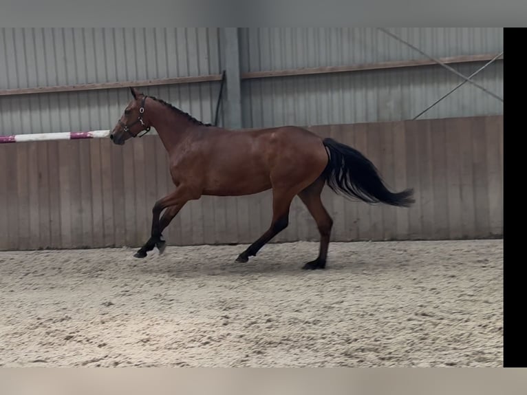 Connemara Jument 3 Ans 150 cm Bai in Zieuwent