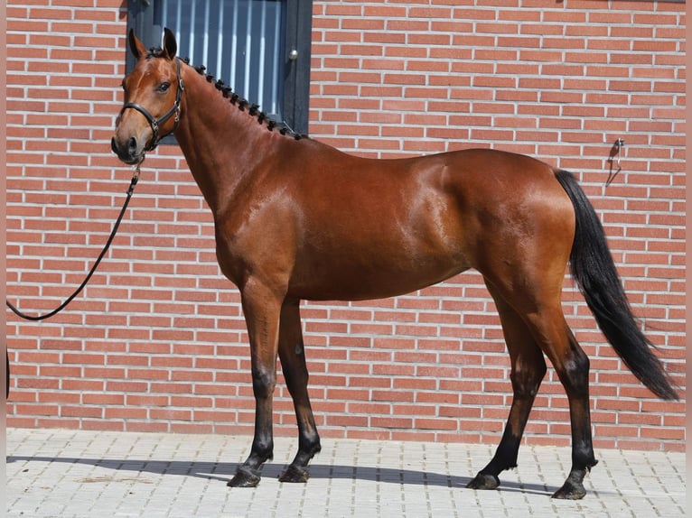 Connemara Jument 3 Ans 150 cm Bai in Zieuwent