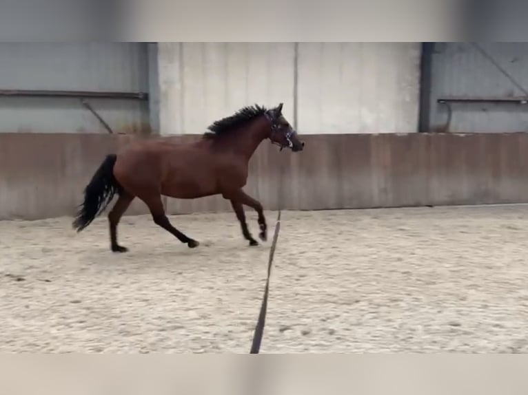 Connemara Croisé Jument 3 Ans 150 cm Bai in Zieuwent