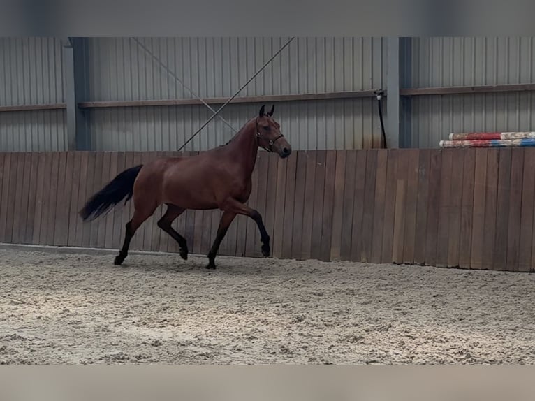 Connemara Jument 3 Ans 150 cm Bai in Zieuwent