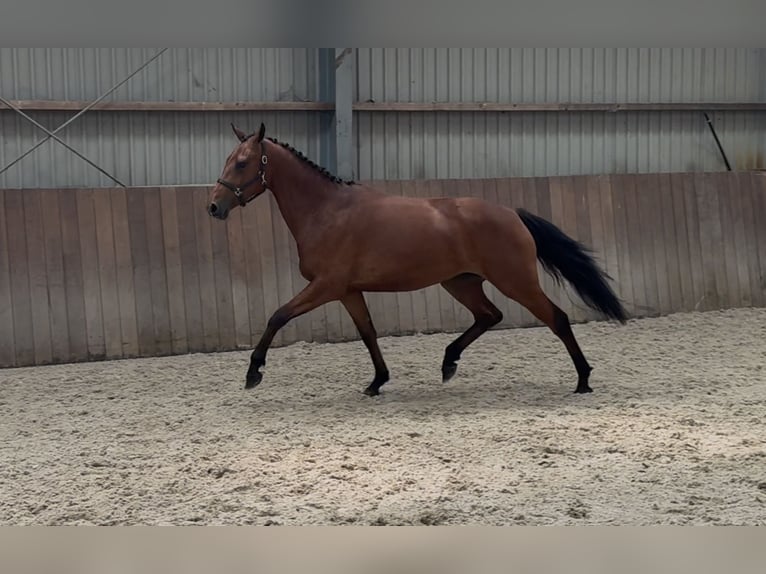 Connemara Jument 3 Ans 150 cm Bai in Zieuwent