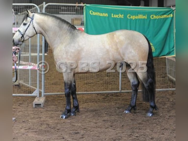 Connemara Jument 3 Ans 150 cm Bai in Zwartewaal