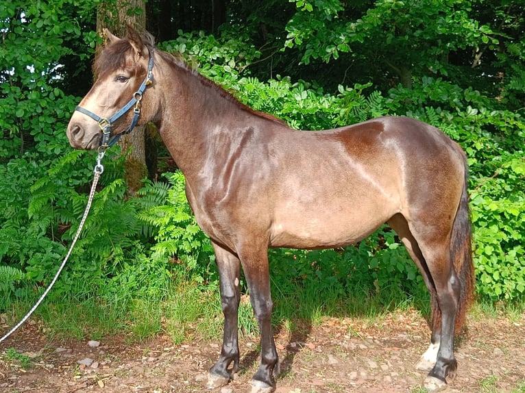 Connemara Jument 3 Ans 150 cm Isabelle in Rothenbuch