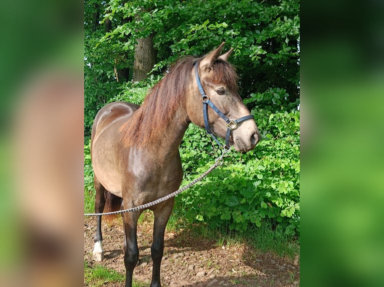 Connemara Jument 3 Ans 150 cm Isabelle in Rothenbuch