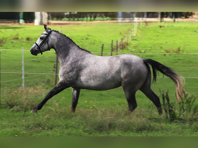 Connemara Jument 3 Ans 150 cm Rouan bleu in Uelsen