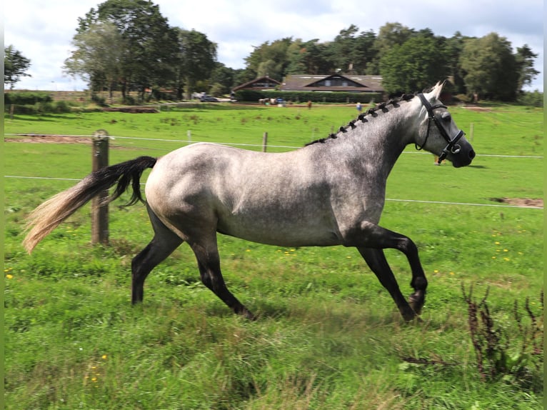 Connemara Jument 3 Ans 150 cm Rouan bleu in Uelsen